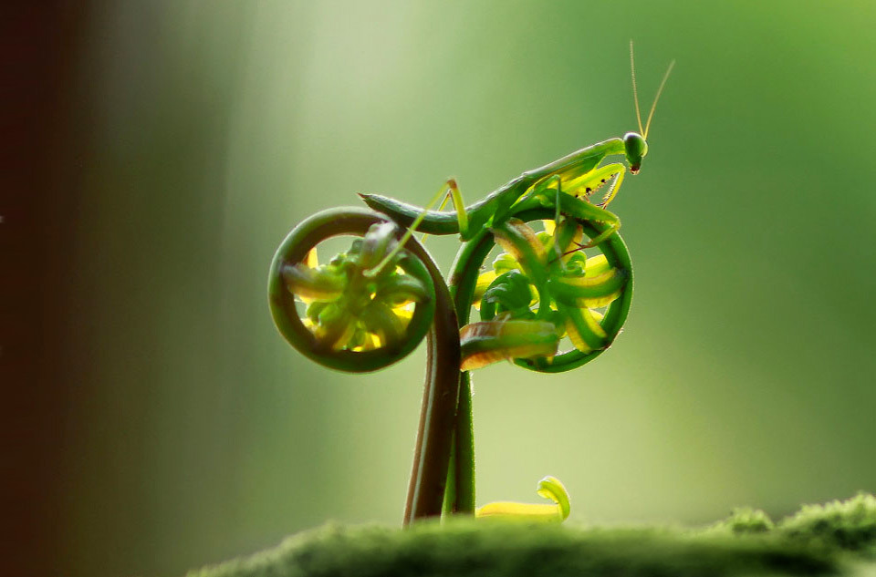 mantis-bike