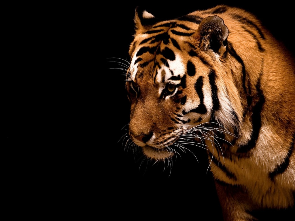 tiger-in-the-dark-wallpapers 28441 1024x768