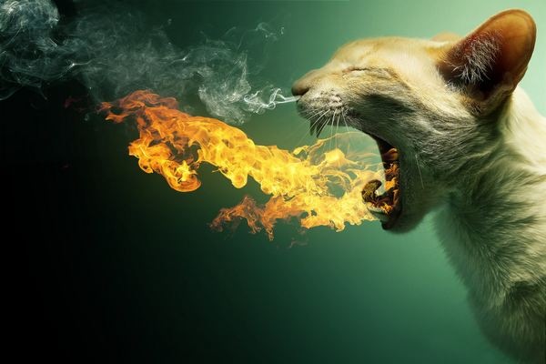 flaming cat   psd by pshoudinid4uzbee
