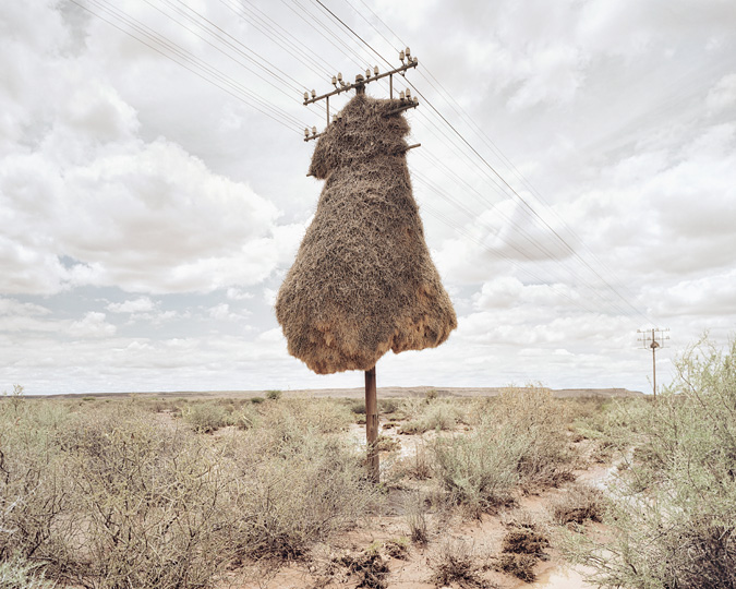 Огромные птичьи гнезда, свитые на телеграфных столбах в Южной Африке 1