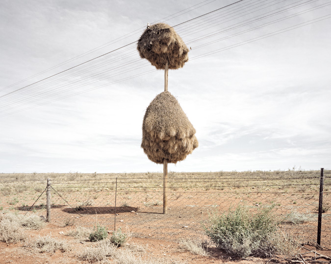 Огромные птичьи гнезда, свитые на телеграфных столбах в Южной Африке 10