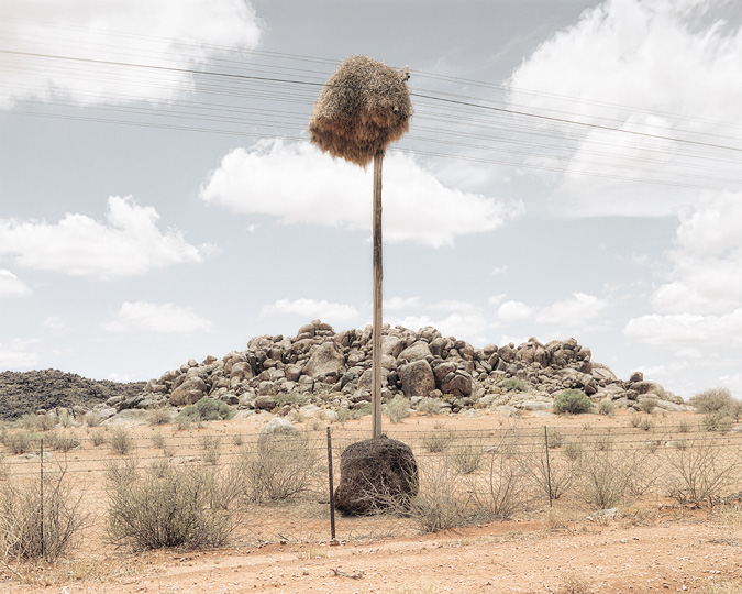 Огромные птичьи гнезда, свитые на телеграфных столбах в Южной Африке 5
