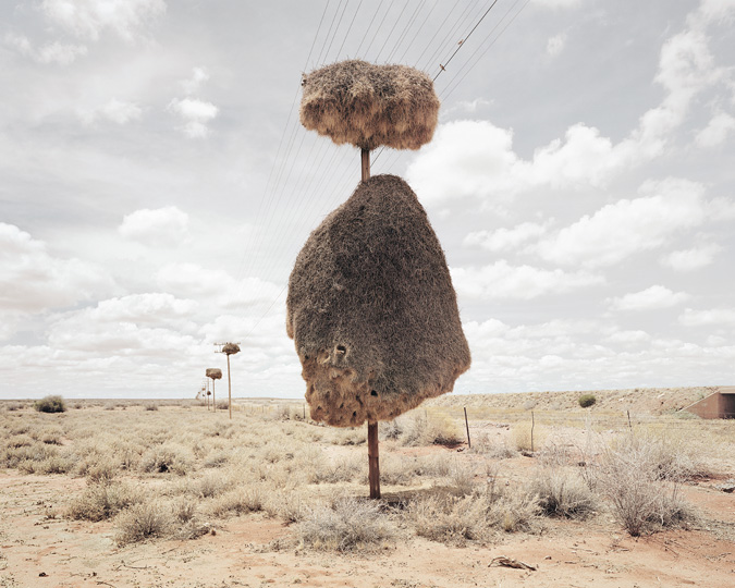 Огромные птичьи гнезда, свитые на телеграфных столбах в Южной Африке 7