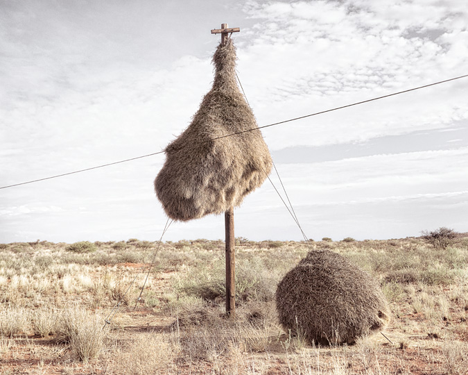 Огромные птичьи гнезда, свитые на телеграфных столбах в Южной Африке 9