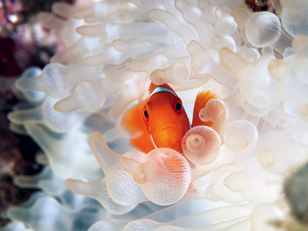 clownfish-bubble-tipped-anemone 18732 990x742