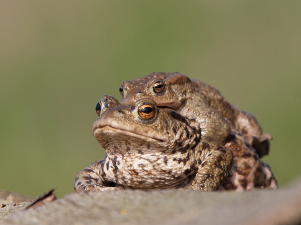 common-toads