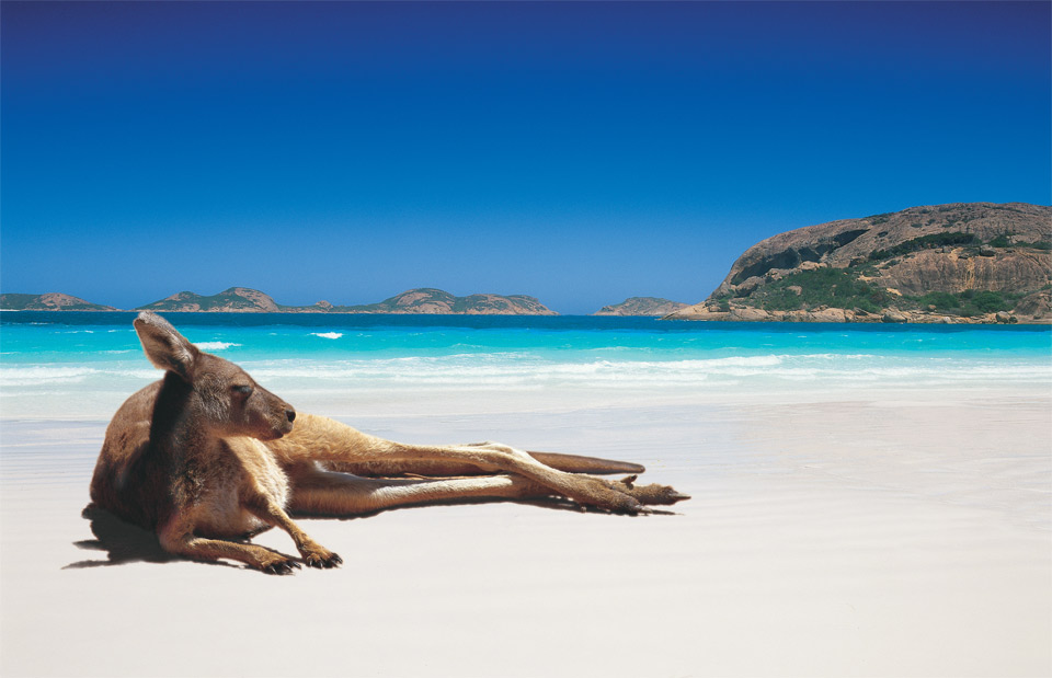 3kangaroo-chilling-on-the-beach