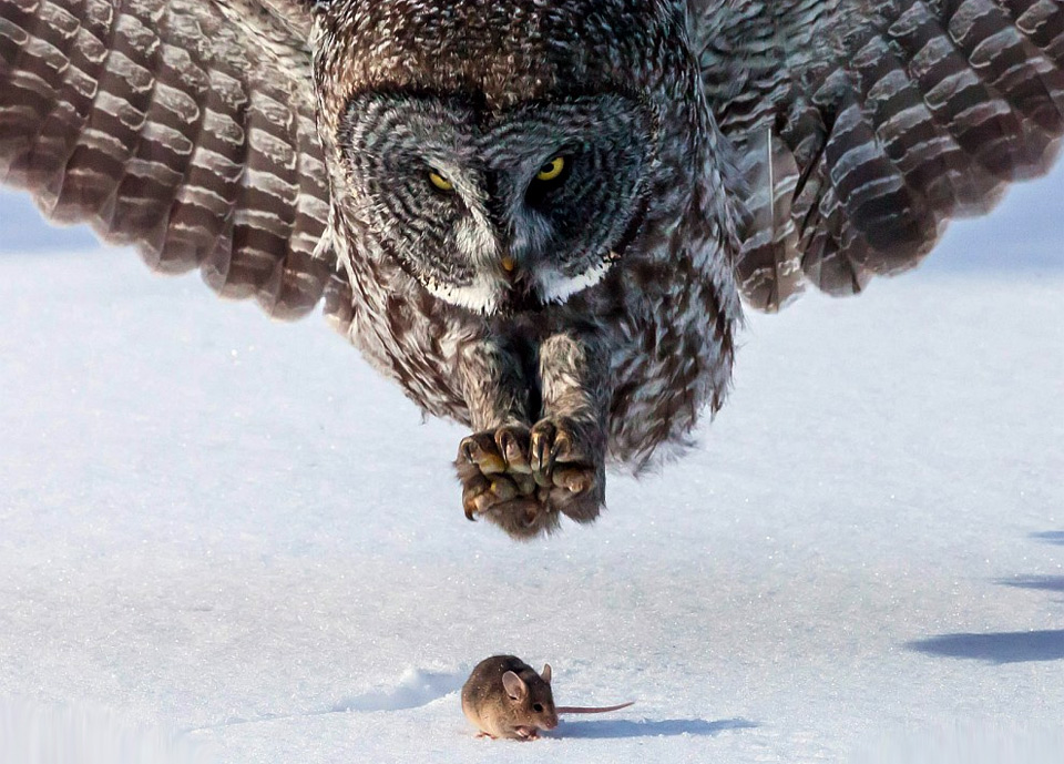 grey-owl-hunts-a-mouse6