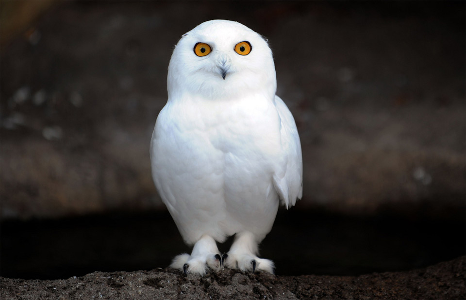 snowy-owl8