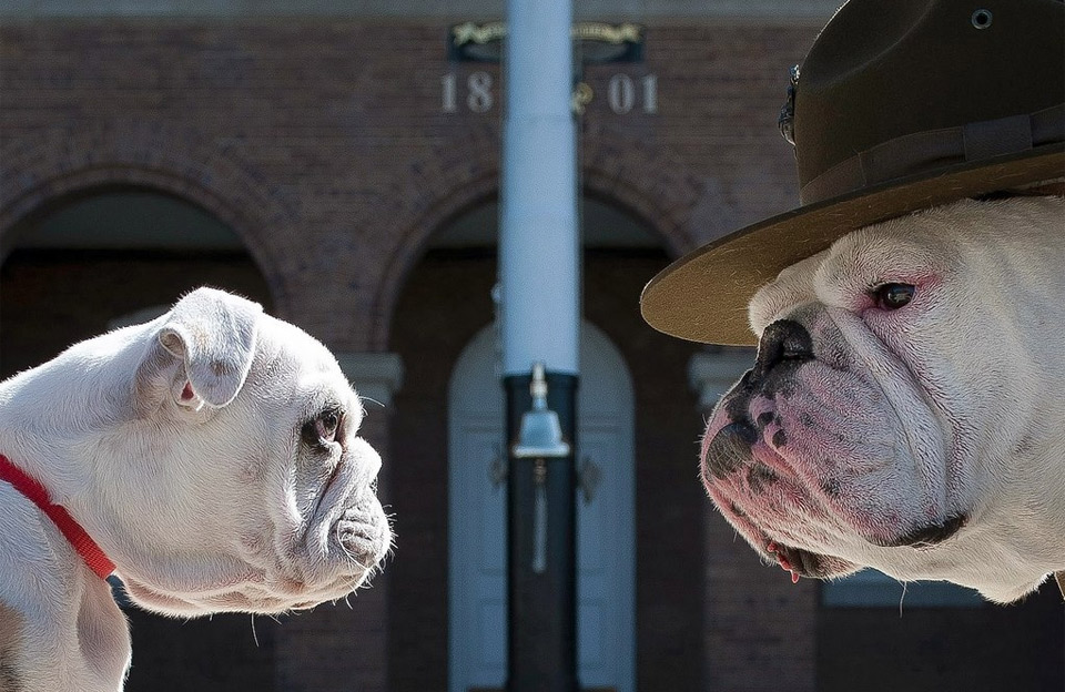 11chesty-the-marine-corps-mascot-and-his-successor