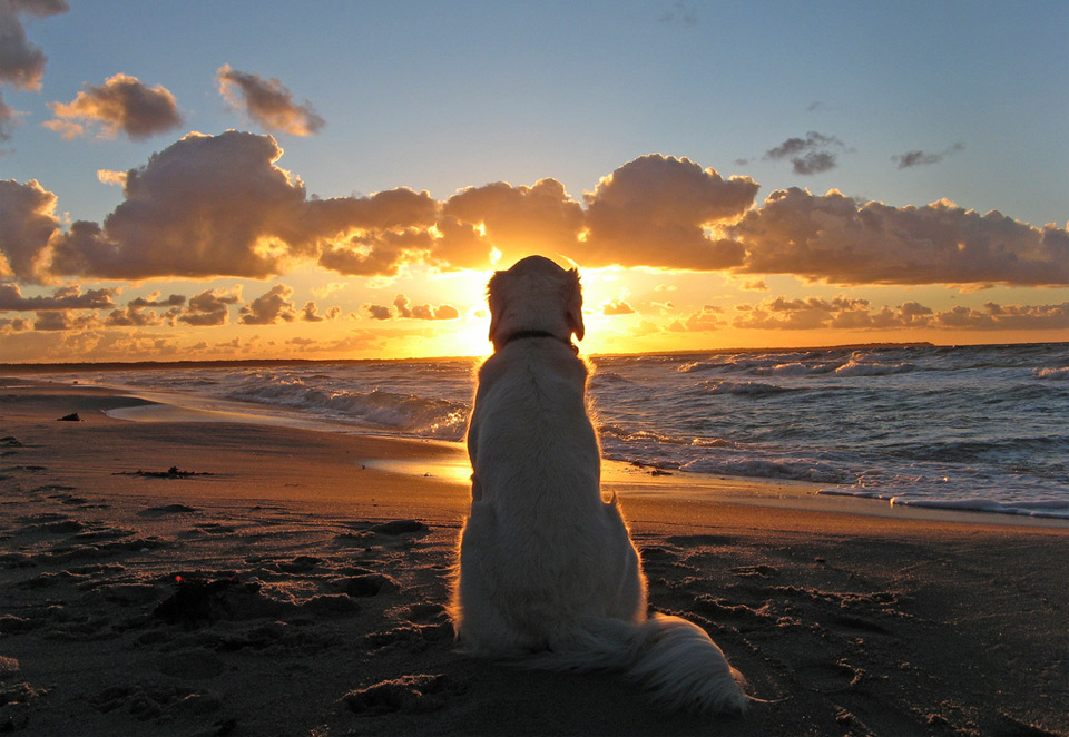 12dog-enjoys-a-beautiful-sunset