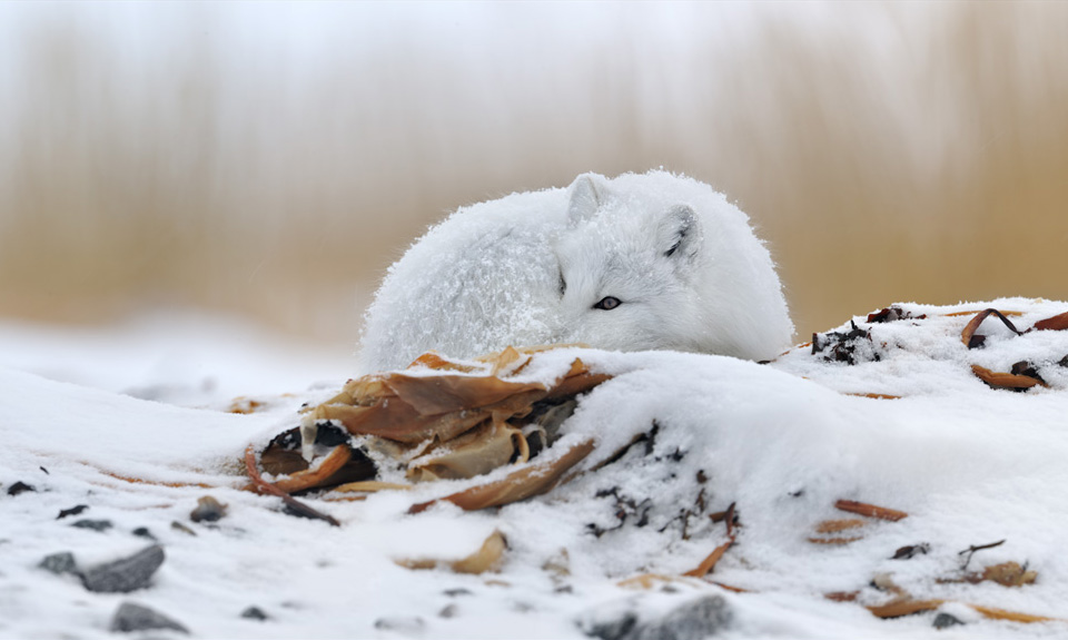 12white-fox