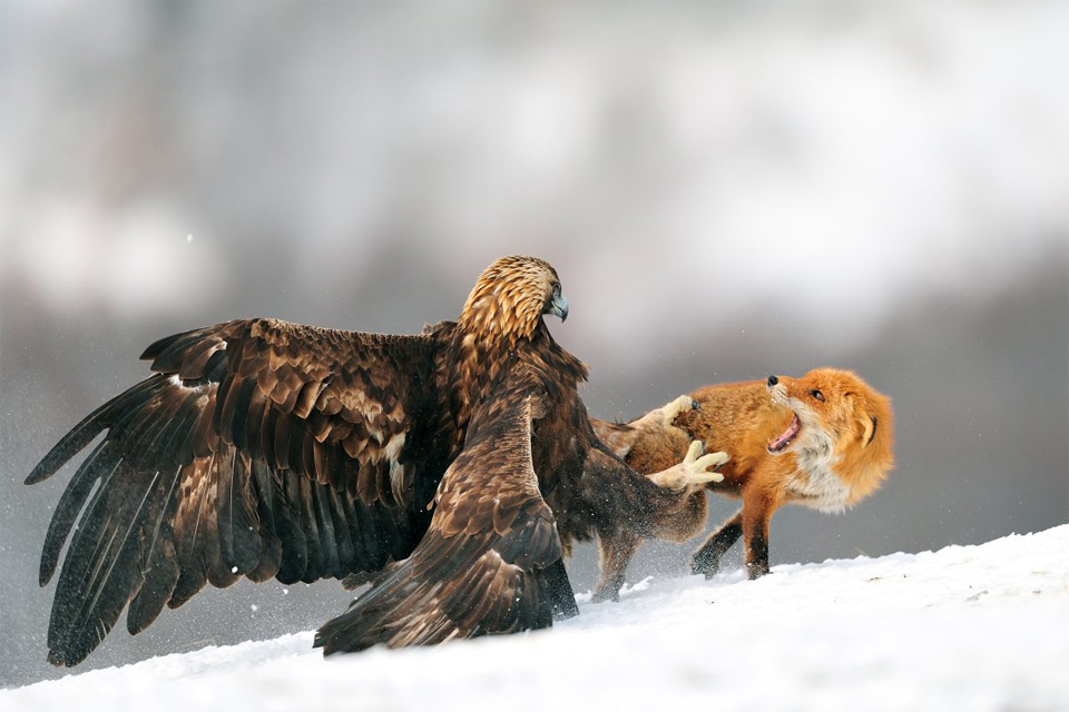 5eagle-attacks-fox