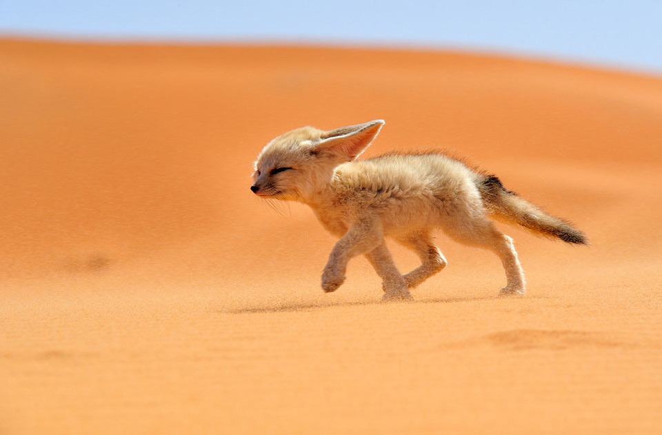 7sahara-desert-fox