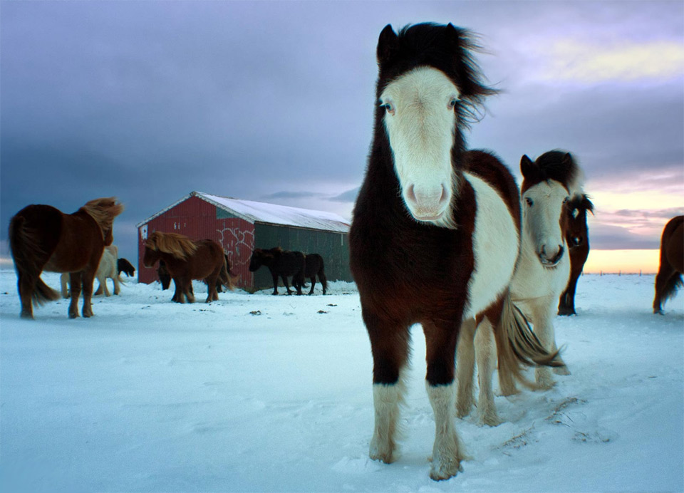 4a-herd-of-icelandic-horses