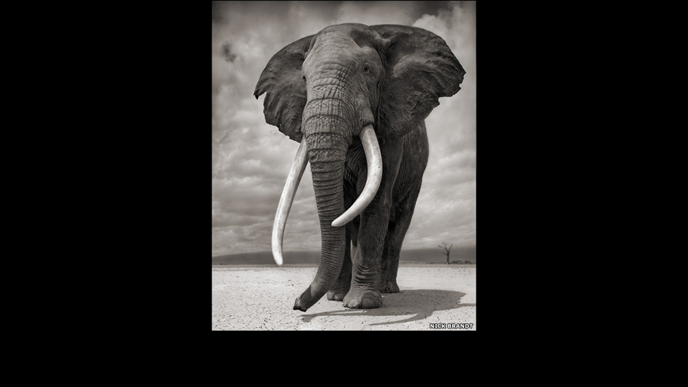 7 70617967 elephant-on--bare-earth--a
