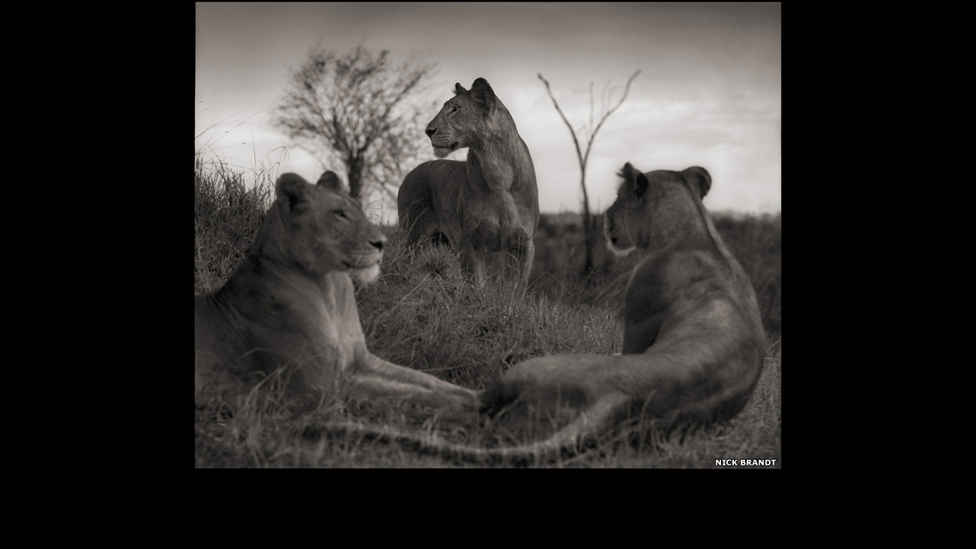 8 70617970 lion-circle-serengeti-201