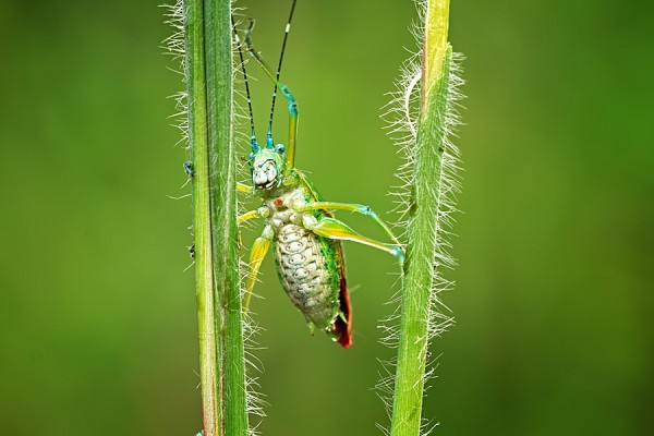 Жизнь насекомых и земноводных в работах макро-наркомана Шикхея Го (Shikhei Goh)
