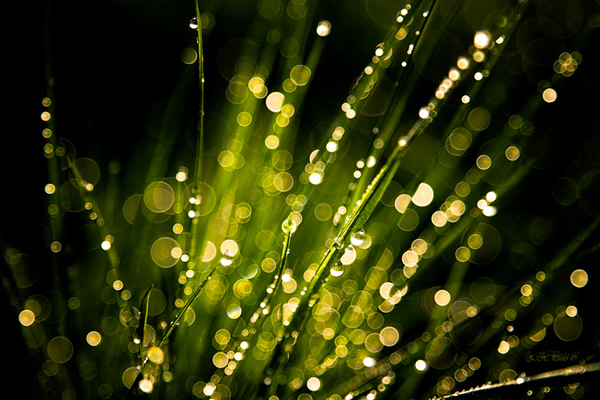 Feel the Green – Gorgeous Examples of Color Green in Photography