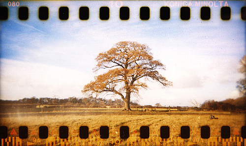 An Introduction to Holga Photography