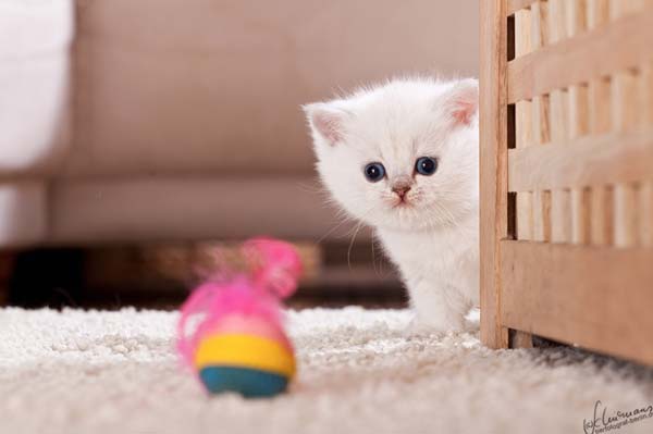 Impressive and Cute Examples of Cat Photography
