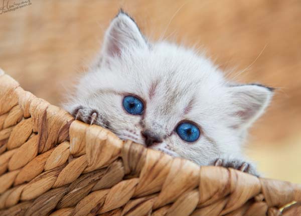 Impressive and Cute Examples of Cat Photography