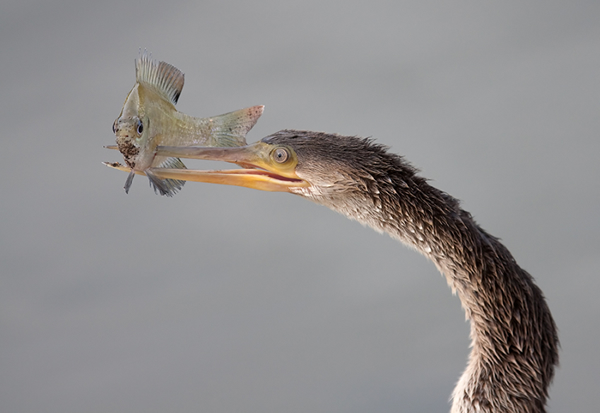 35 Fascinating Pictures of Bird Photography