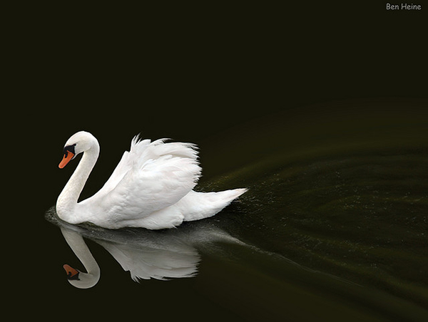35 Fascinating Pictures of Bird Photography
