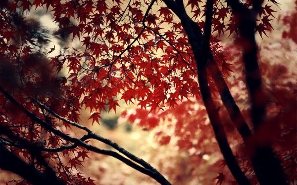 autumn_wallpapers_23