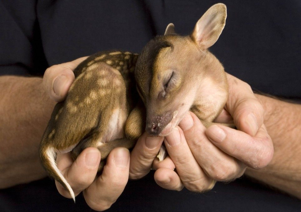 baby-deer-seeping