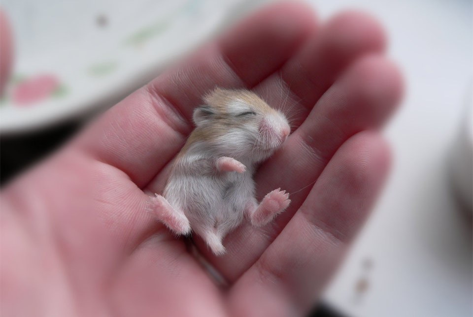 baby-hamster