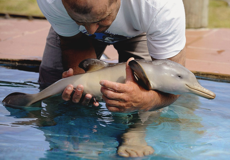 day-old-orphan-dolphin