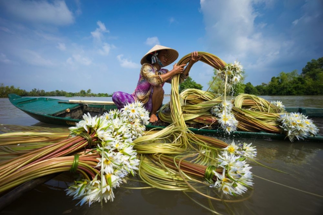 Сбор водяной лилии в дельте Меконга