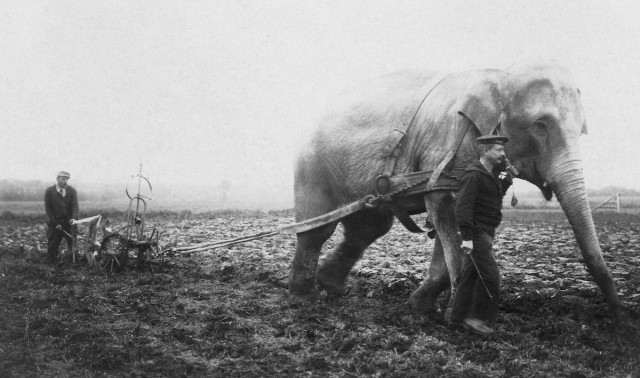 Слоны из цирков и зоопарков во время войны привлекались к земледелию вместо лошадей