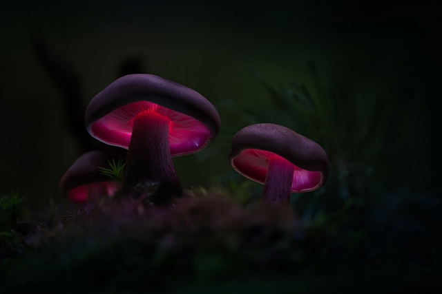 Светящиеся грибы в фотографиях Мартина Пфистера