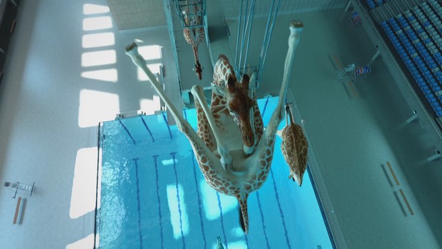 Абсурдно-реалистичная и весёлая анимация: как жирафы с трамплина в бассейн ныряют