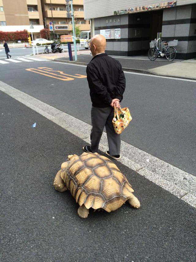 Самый терпеливый владелец питомца гуляет со своей огромой черепахой по улицам Токио