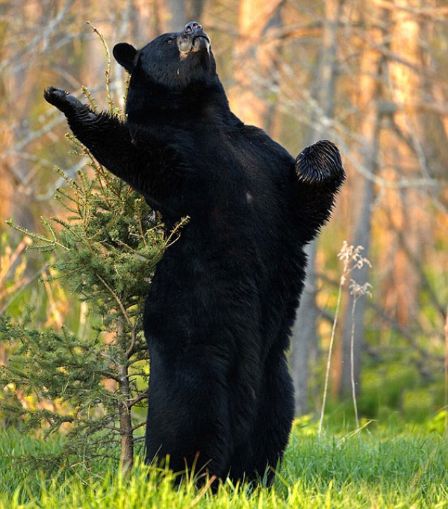 Медведи, такие медведи...