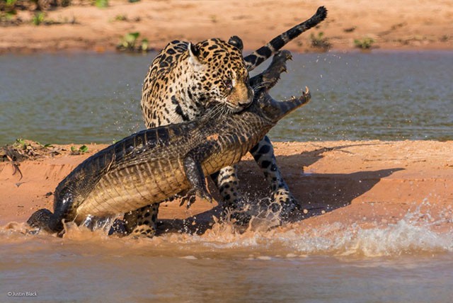 Видео: ягуар нападает на каймана