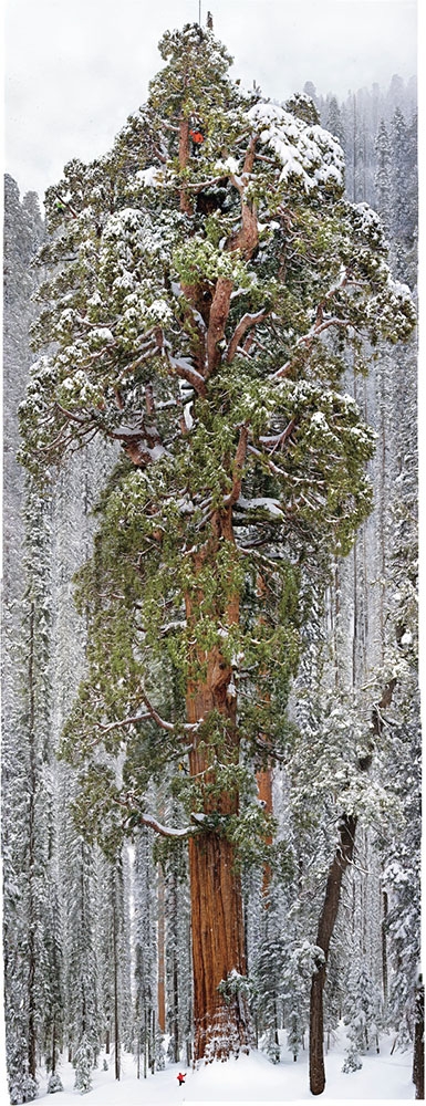 Съемка второго по величине дерева в мире на одно изображение