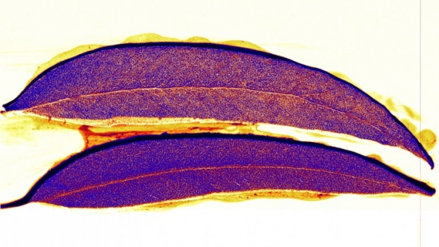 В Австралии обнаружили золото в листьях эвкалипта