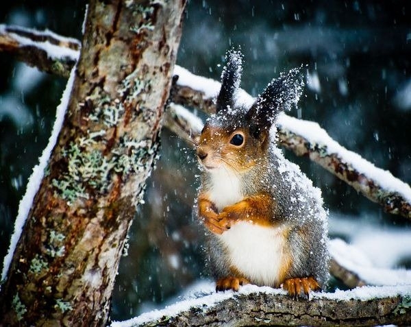 35 Прекрасных зимних фотографий