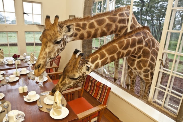 Впечатления Робина Мура (Robin Moore) от темпераментных жирафов в Giraffe Manor в Кении