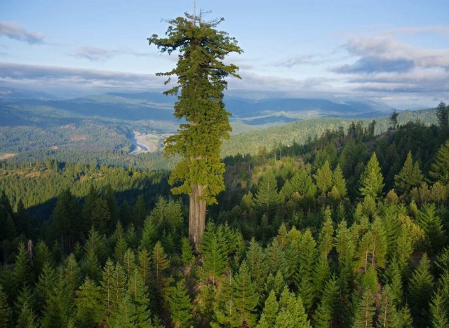 Гиперион – самое высокое дерево в мире