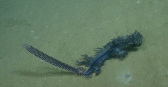 Учёные обнаружили странное подводное существо