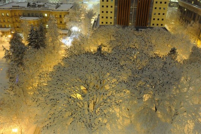 Тысячи ворон на верхушках заснеженных деревьев в центре Портленда