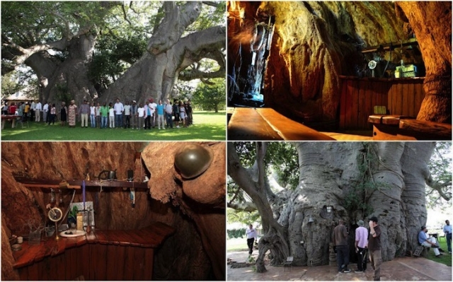 Баобаб Санленд - самое большое дерево и уникальный паб