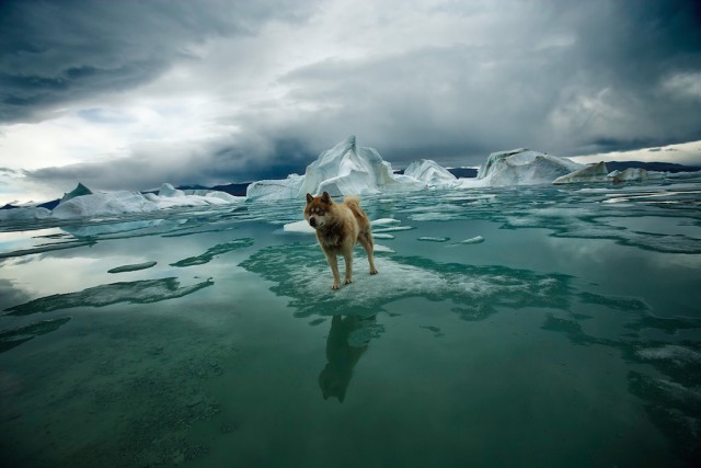 Арктика: исчезающий Север. Фотограф Себастьян Коупленд
