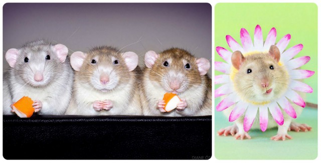 Фотографии домашних крыс, доказывающие, что они настоящие милахи