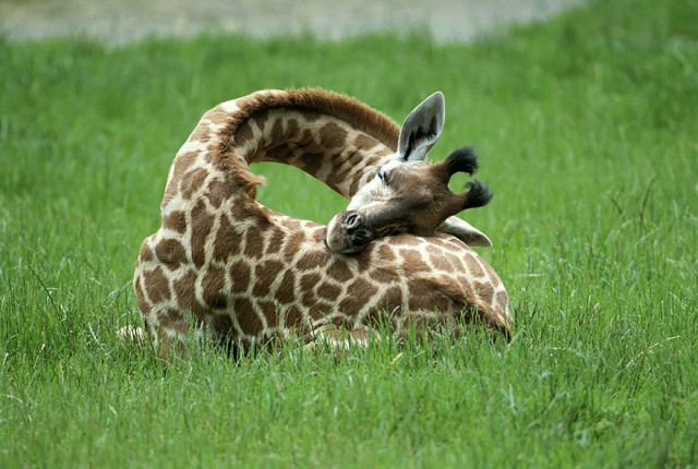 Как спят жирафы - 12 редких фото